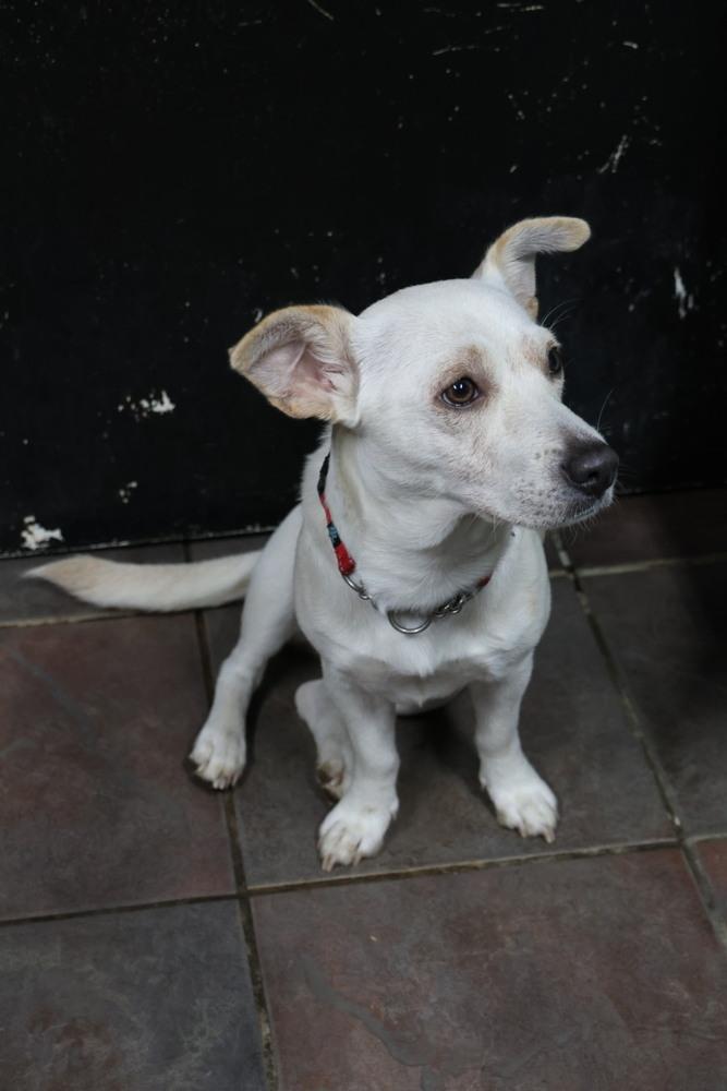 Columbiana, ADOPTABLE, Adult Female Chihuahua & Dachshund.