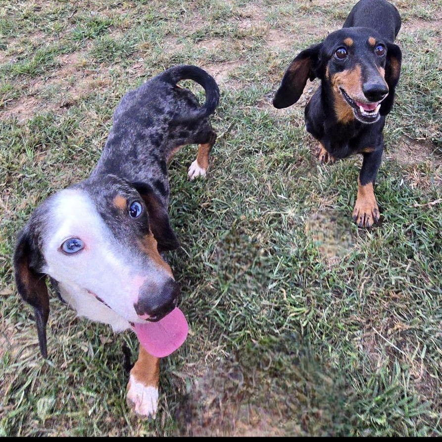 Frankie, Adoptable, Adult Male Miniature Dachshund.