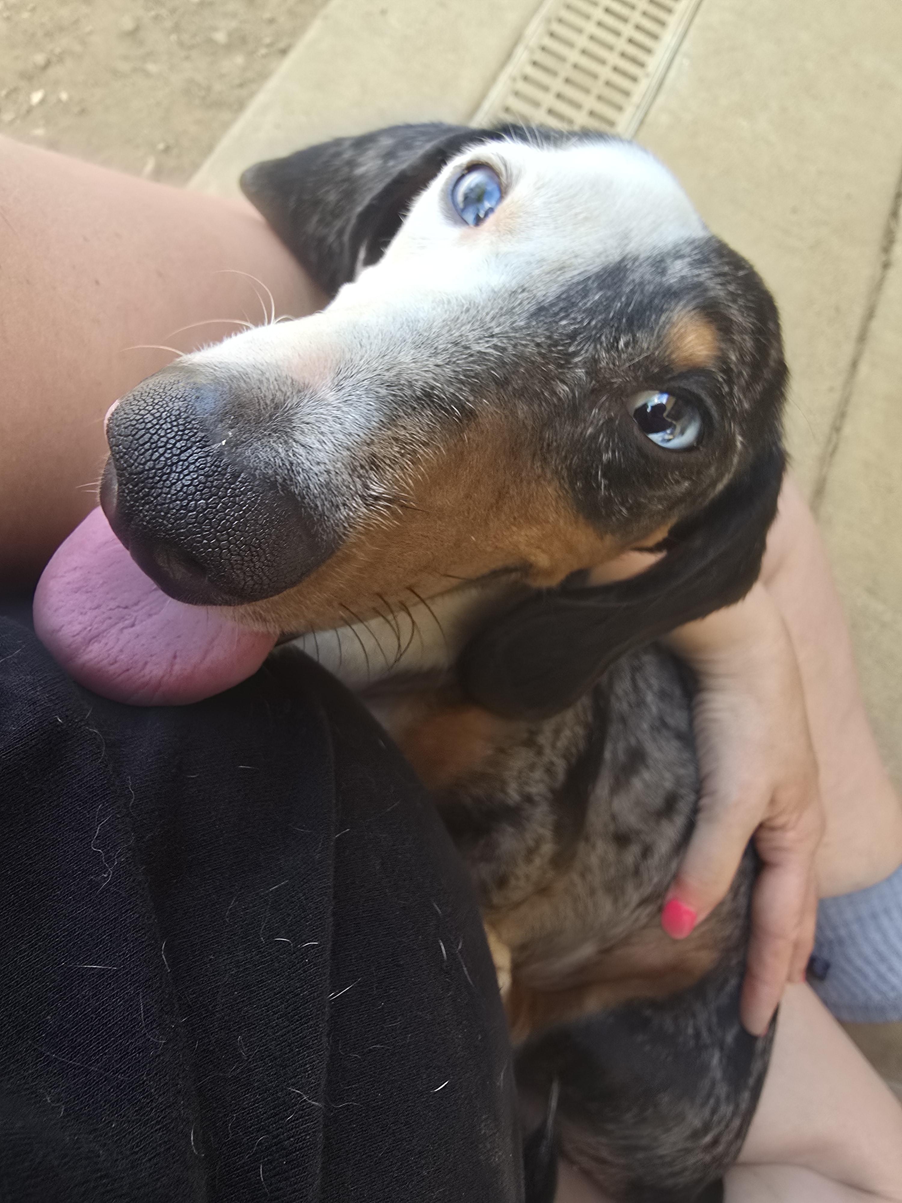 Frankie