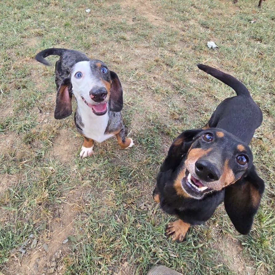 Frankie, a Adoptable Miniature Dachshund in Athens, AL image 4/4