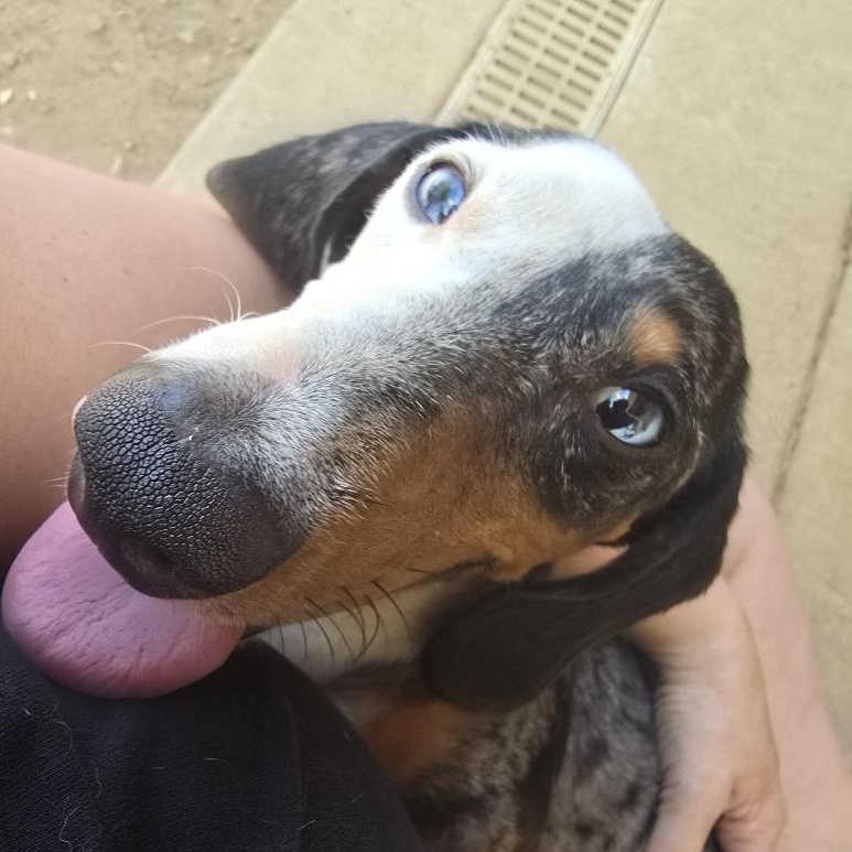 Frankie, a Adoptable Miniature Dachshund in Athens, AL image 2/4