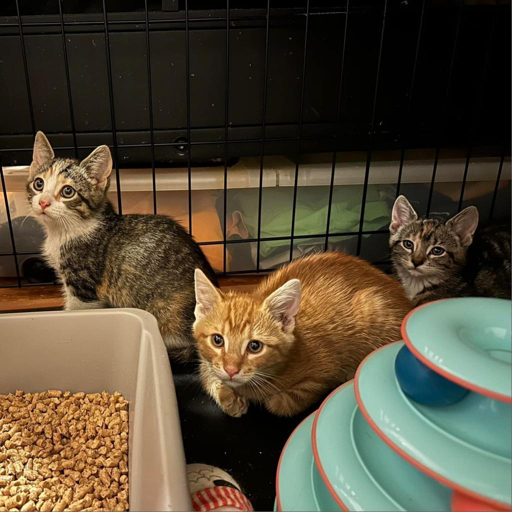 Mocha, Adoptable, Adult Female Domestic Short Hair.