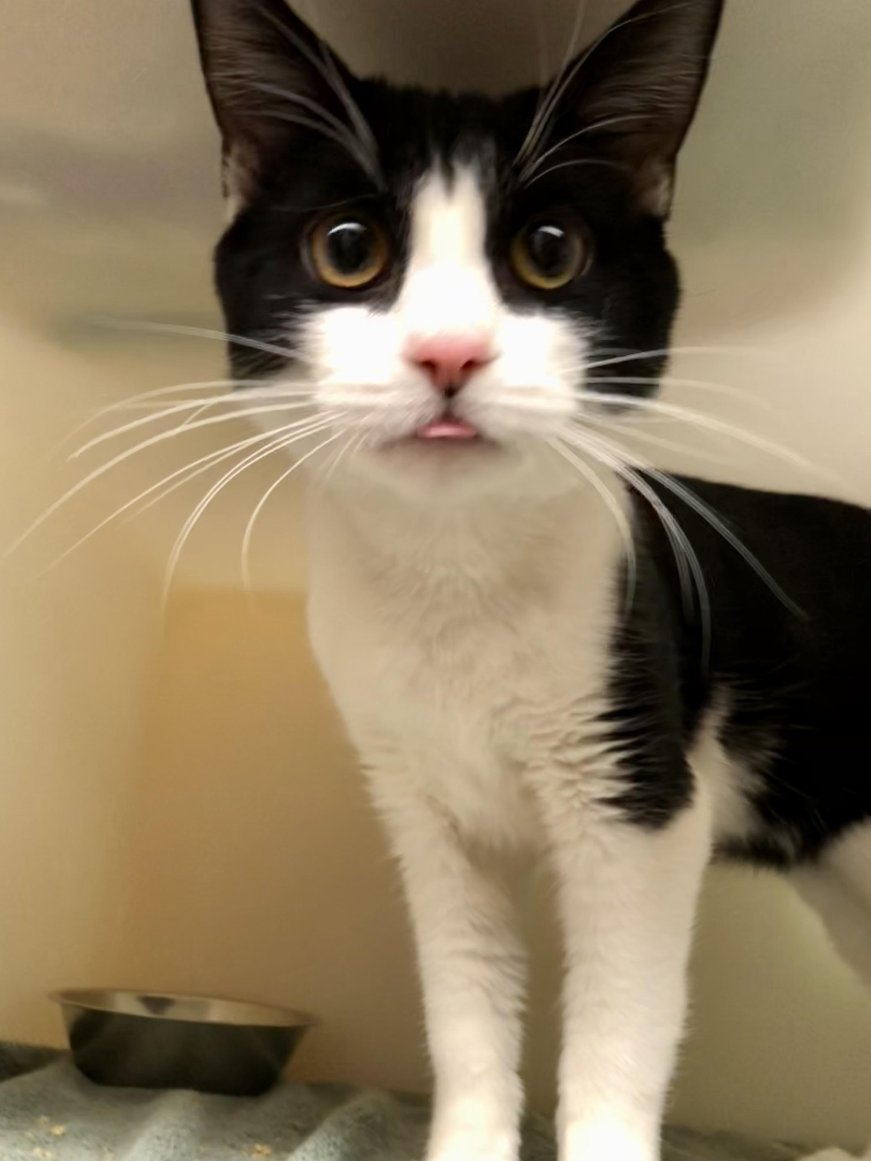 Chip Skylark, adopted, Adult Male Domestic Short Hair.