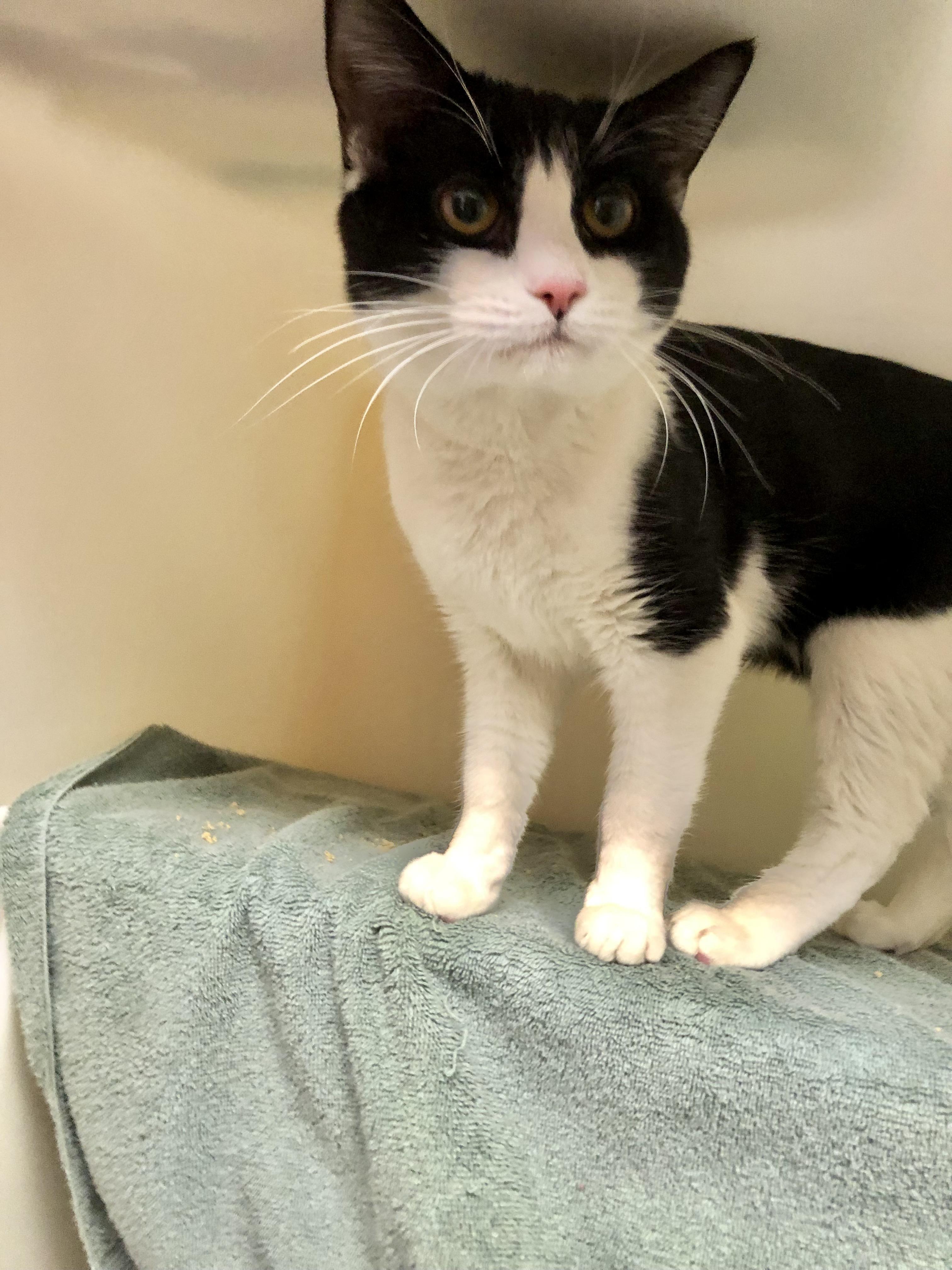 Enlarge Chip Skylark, an adopted Domestic Short Hair in Salisbury, MA image 2/3