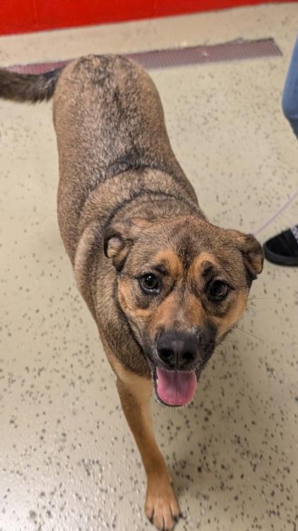 Ruby, Adoptable, Adult Female Shepherd & Mixed Breed.