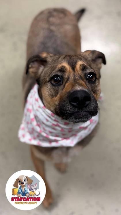 Enlarge Ruby, a Adoptable mixed breed in Phoenix, AZ image 2/3