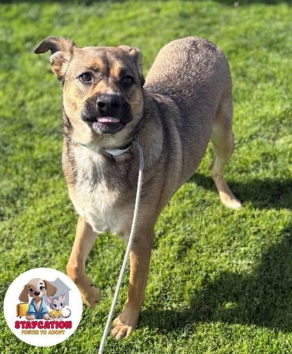 Ruby, Adoptable, Adult Female Shepherd & Mixed Breed.