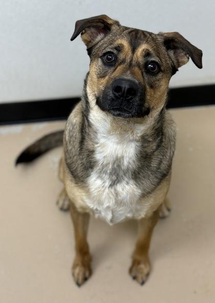 Ruby, a Adoptable mixed breed in Phoenix, AZ image 2/3