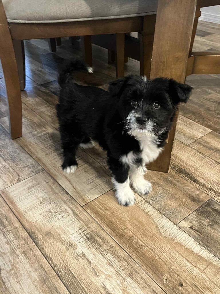 Enlarge Maddie, a Adopted mixed breed in Bristol, WI image 1/2