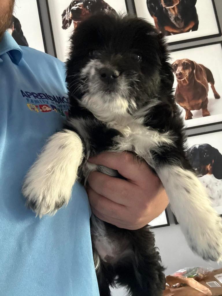 Enlarge Maddie, a Adopted mixed breed in Bristol, WI image 2/2