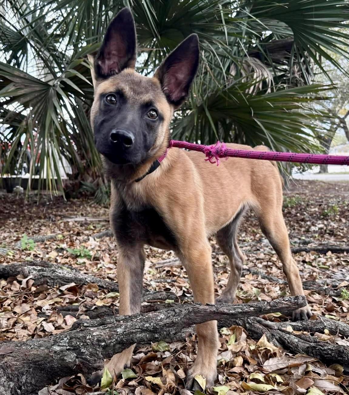 Enlarge Moxie, a ADOPTABLE mixed breed in West Haven, CT image 3/4