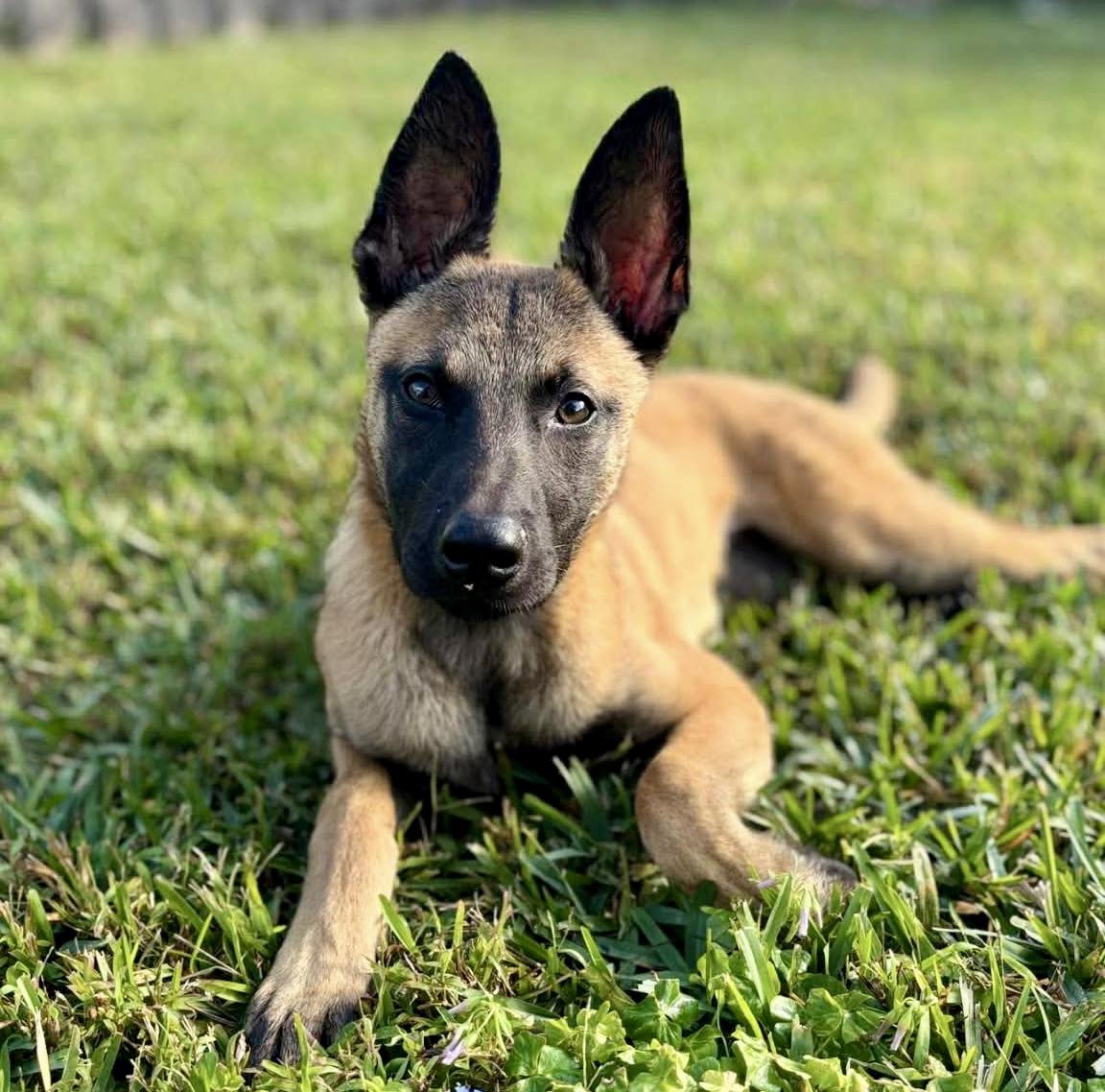 Enlarge Moxie, a ADOPTABLE mixed breed in West Haven, CT image 4/4