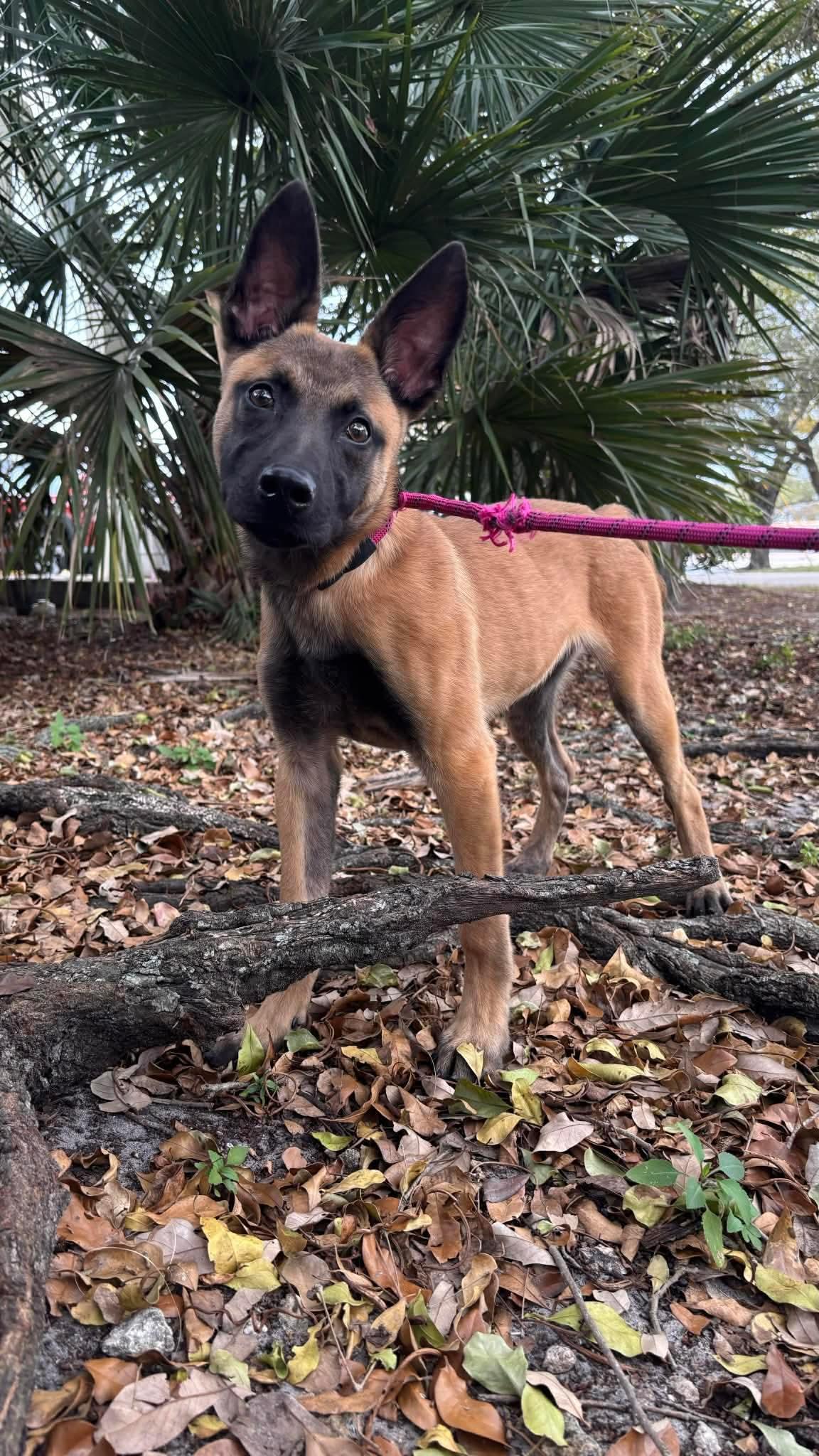 Enlarge Moxie, a ADOPTABLE mixed breed in West Haven, CT image 2/4