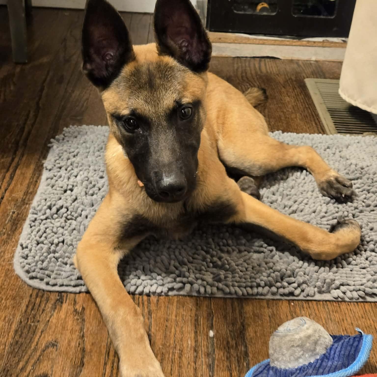 Moxie, ADOPTABLE, Puppy Female Belgian Shepherd / Malinois.