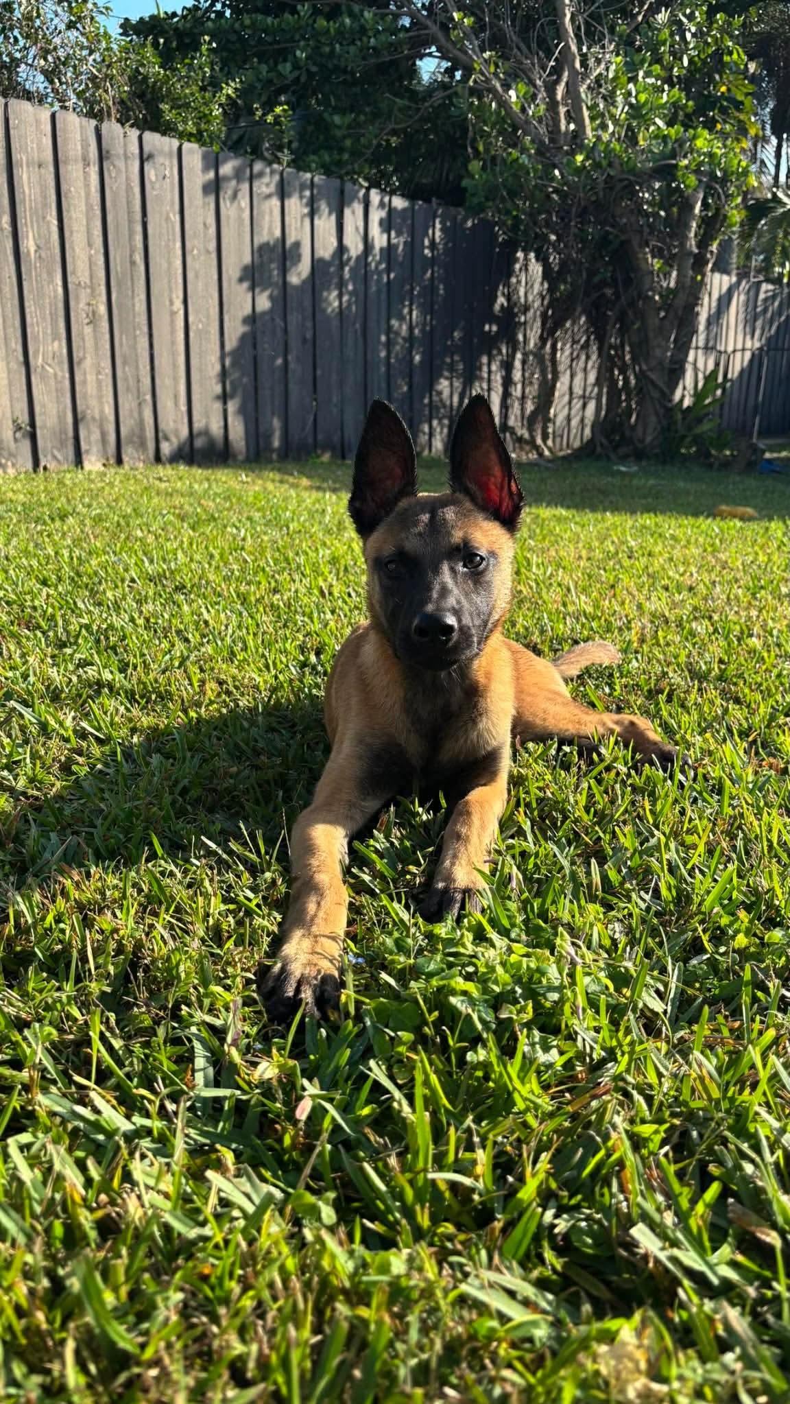 Moxie, ADOPTABLE, Puppy Female Belgian Shepherd / Malinois.