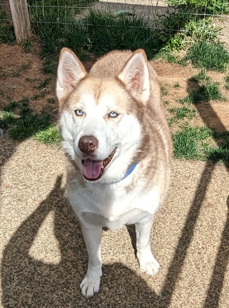 Ivy , Adoptable, Adult Female Siberian Husky.