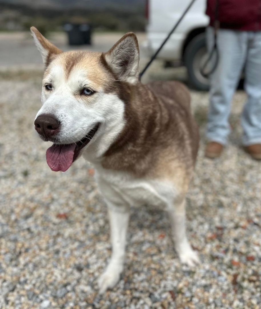 Ivy , a Adoptable Siberian Husky in Seattle, WA image 2/6