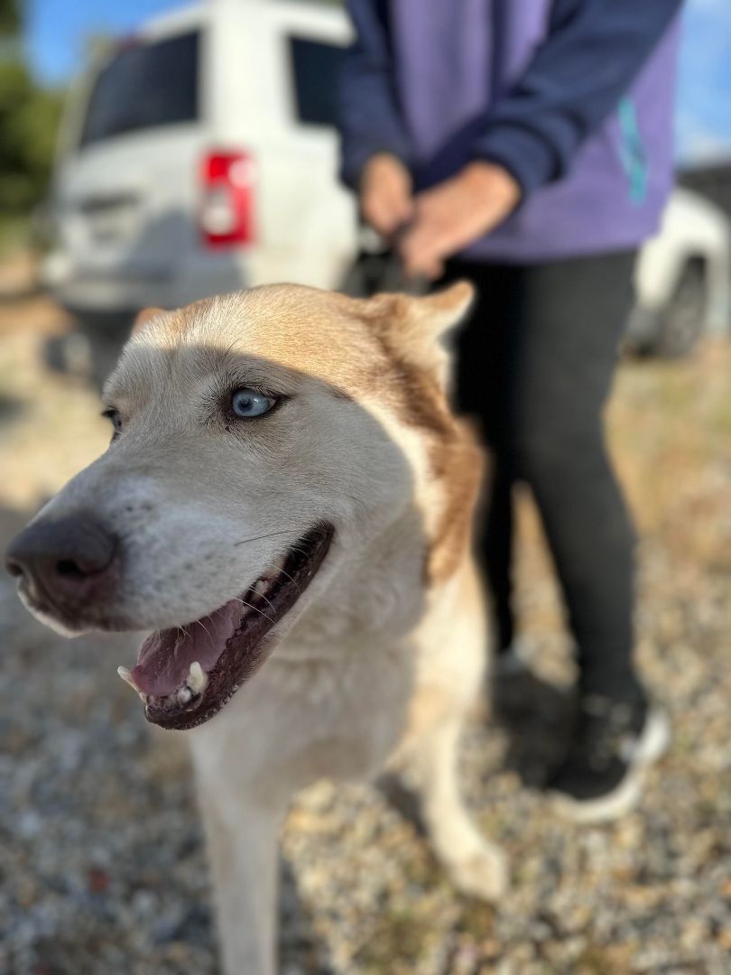 Ivy , a Adoptable Siberian Husky in Seattle, WA image 3/6