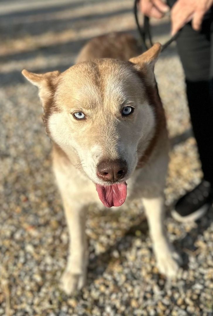 Ivy , a Adoptable Siberian Husky in Seattle, WA image 4/6