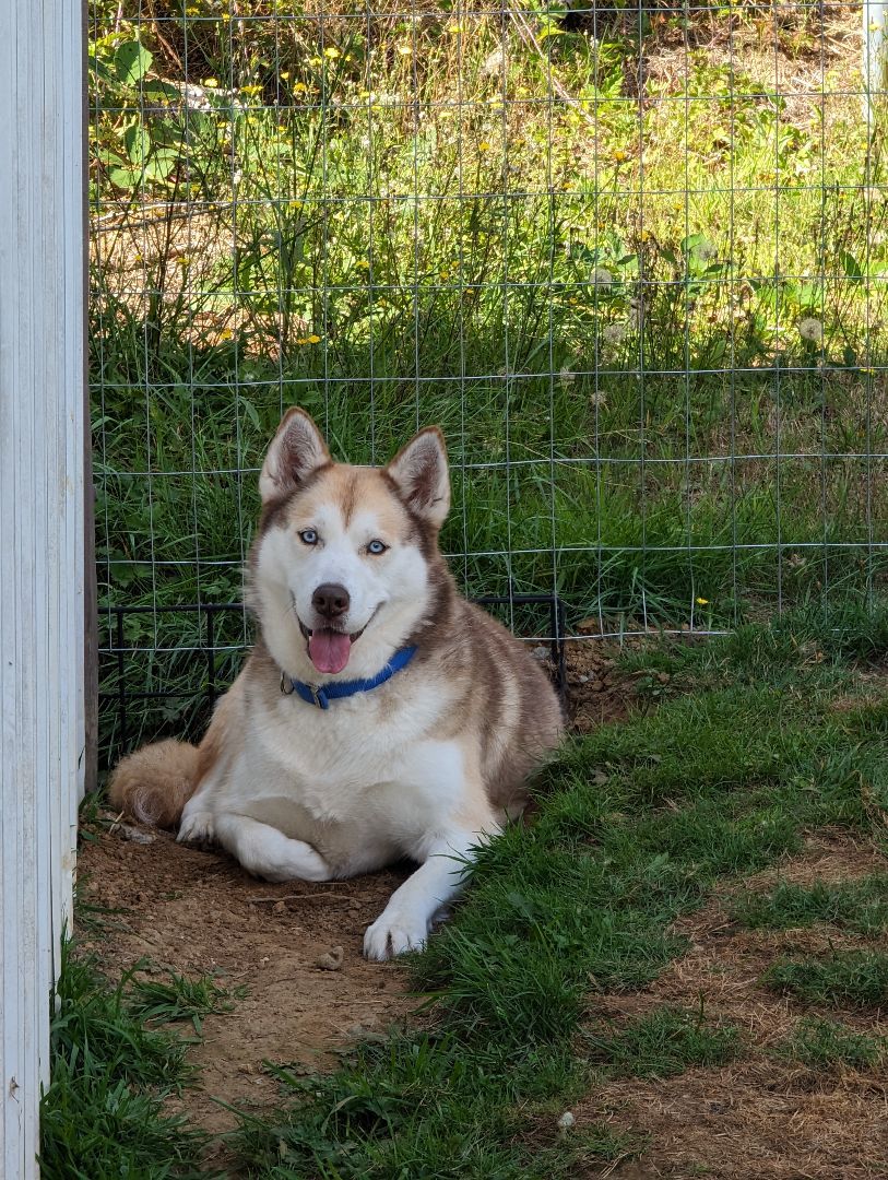 Ivy , a Adoptable Siberian Husky in Seattle, WA image 5/6