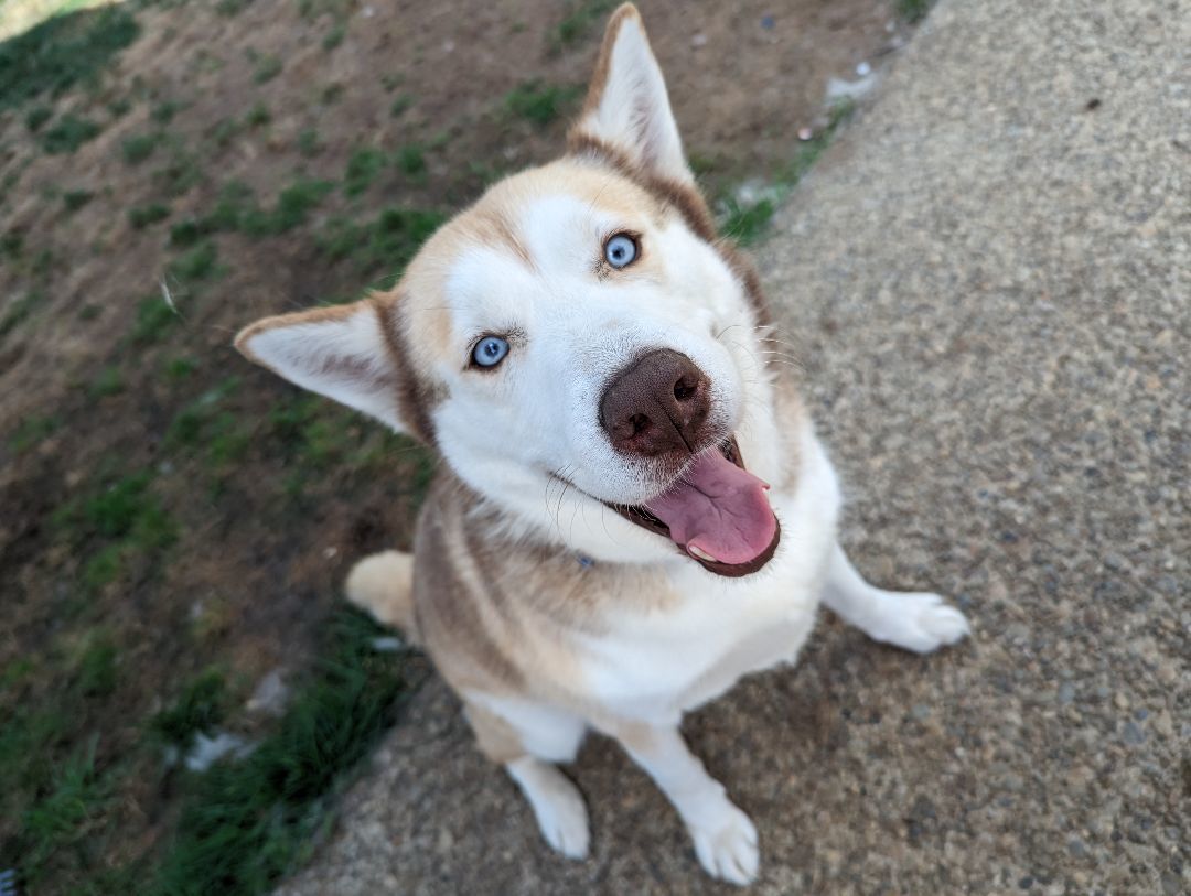 Ivy , a Adoptable Siberian Husky in Seattle, WA image 6/6