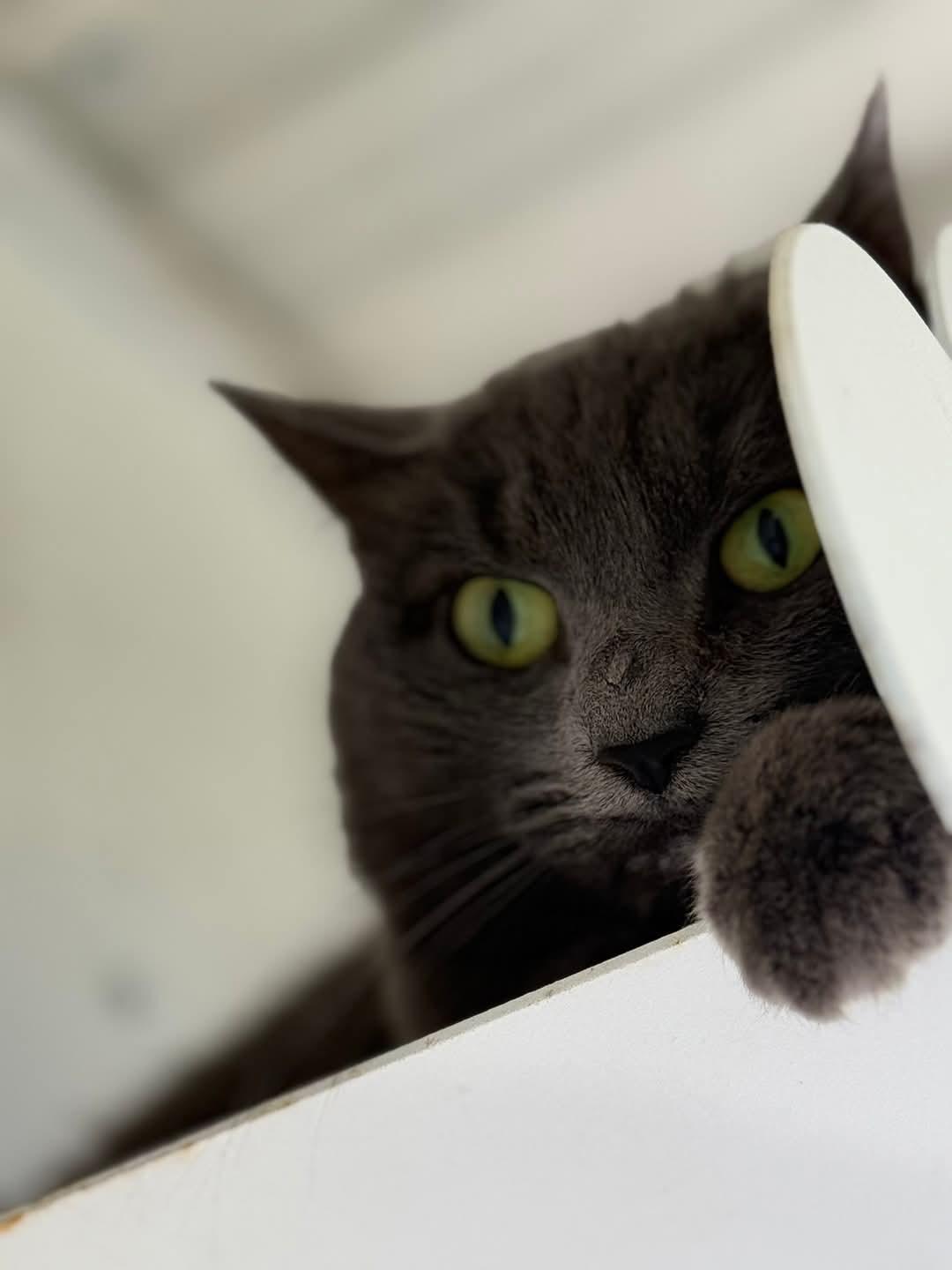 BARN CATS -ZERO ADOPTION FEE