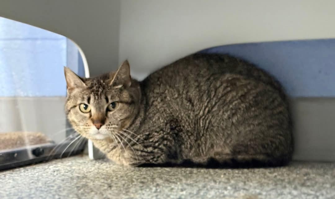 BARN CATS -ZERO ADOPTION FEE 3