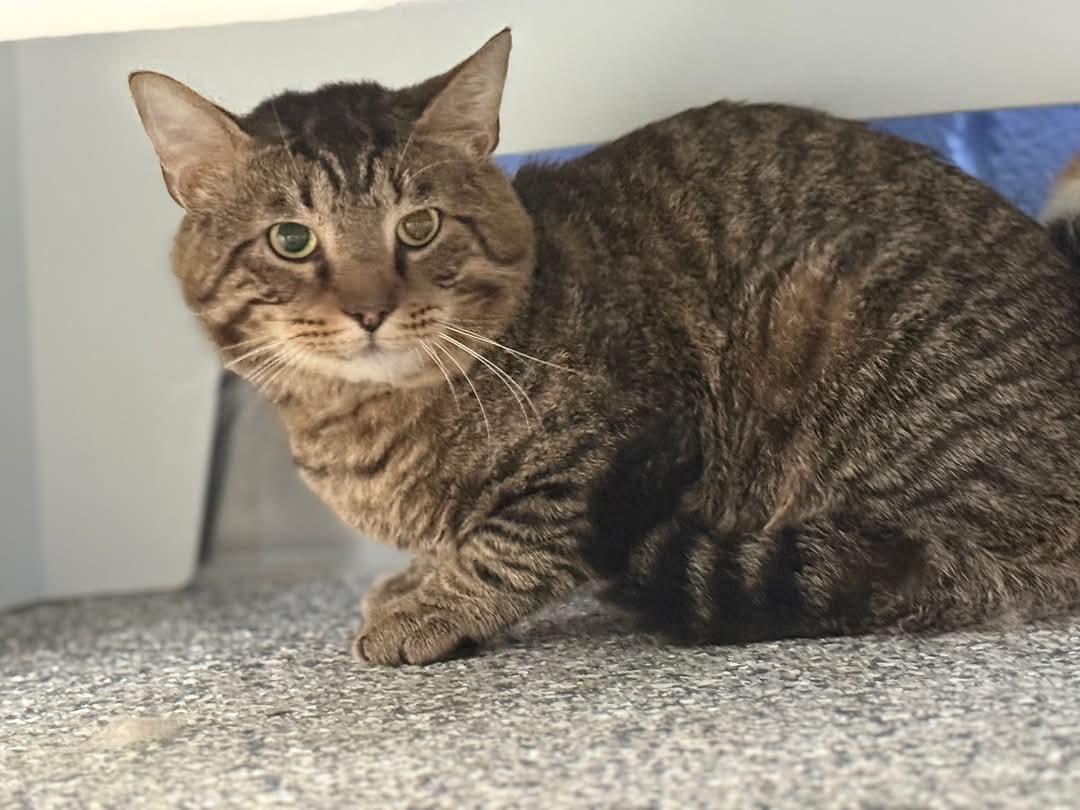 BARN CATS -ZERO ADOPTION FEE 6