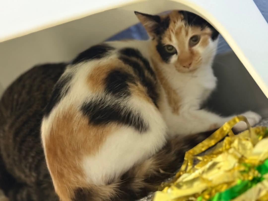 BARN CATS -ZERO ADOPTION FEE 4