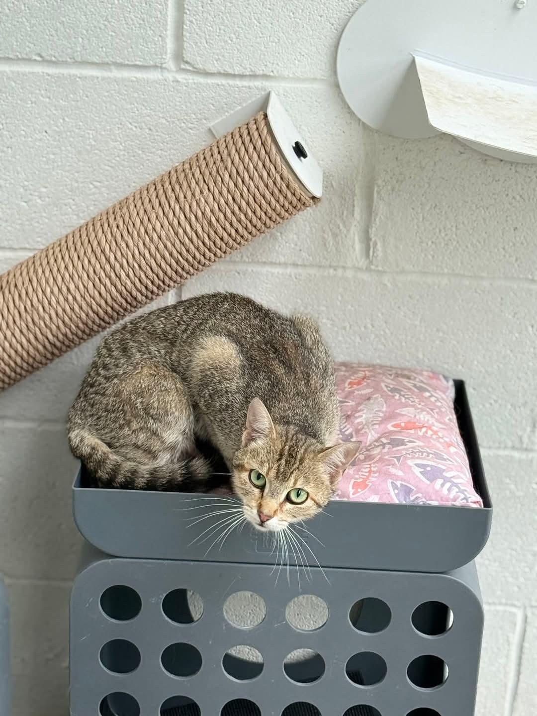 BARN CATS -ZERO ADOPTION FEE 5