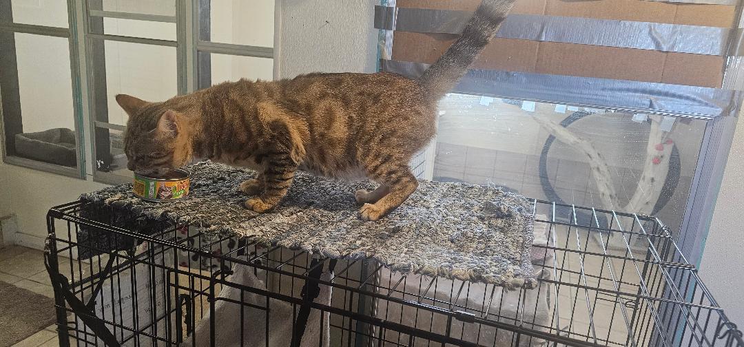 BEN, Adopted, Adult Male Bengal & Domestic Short Hair.