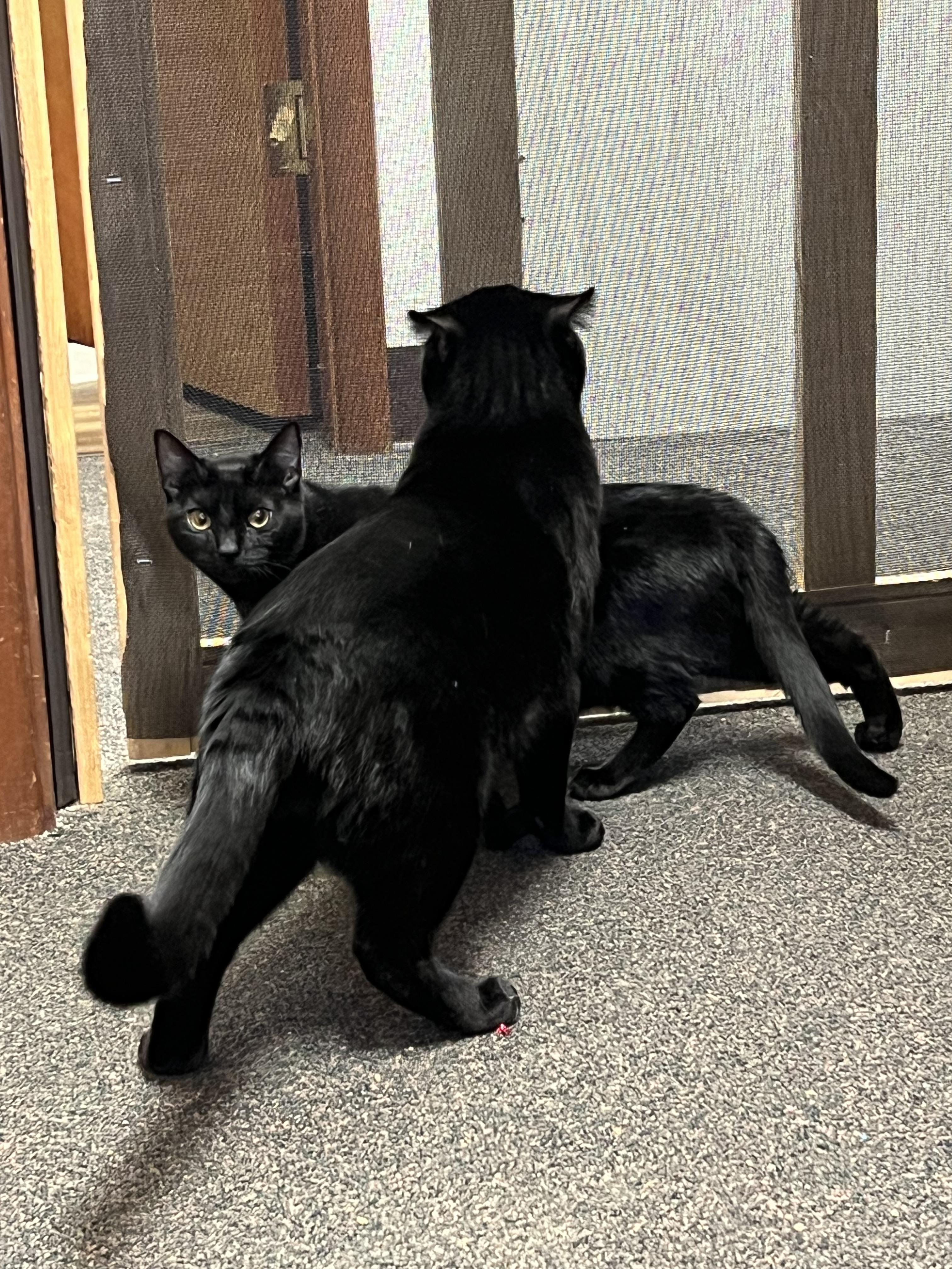 Shade, a Adoptable mixed breed in Anchorage, AK image 1/8