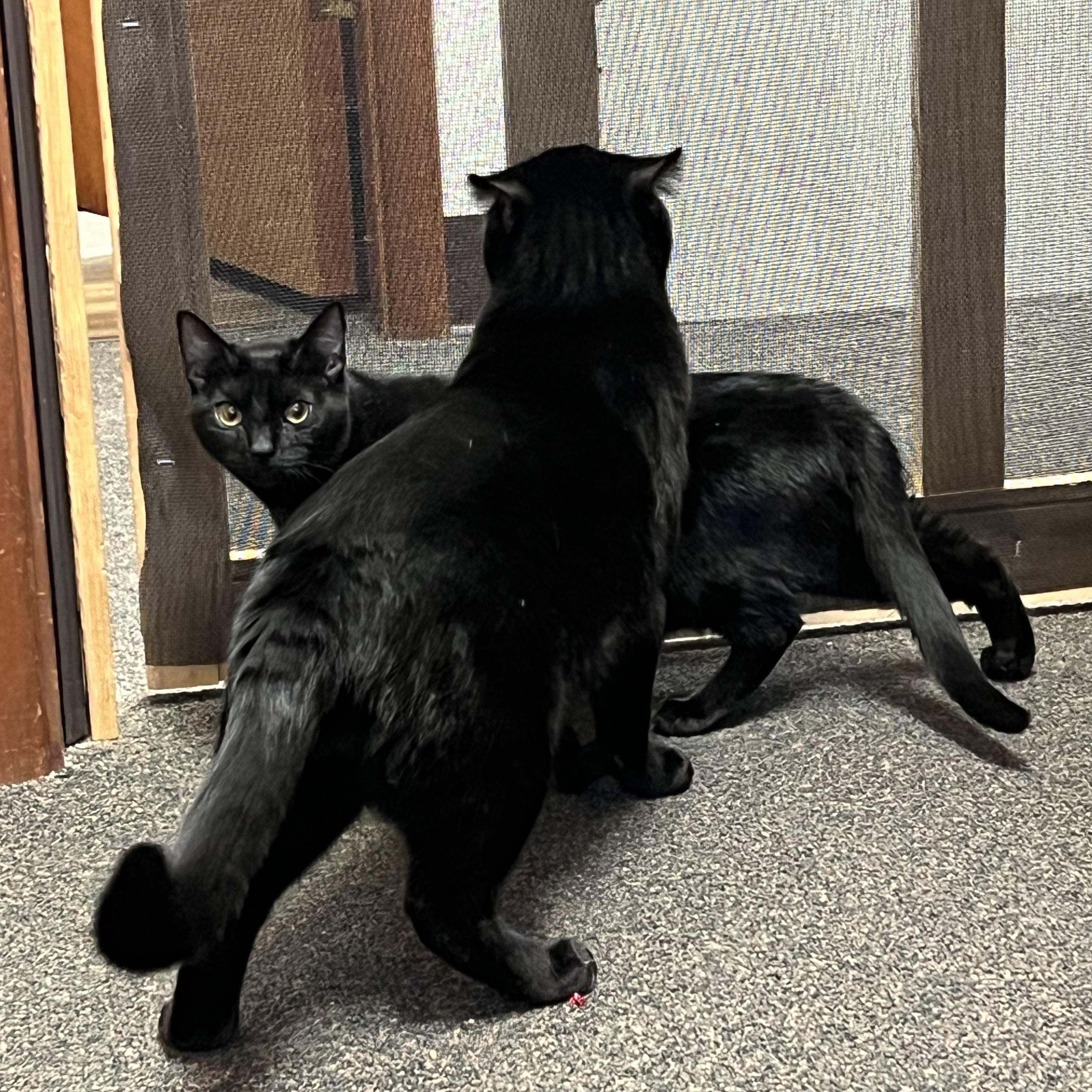 Shade, an adoptable Domestic Short Hair, Munchkin in Anchorage, AK, 99518 | Photo Image 3