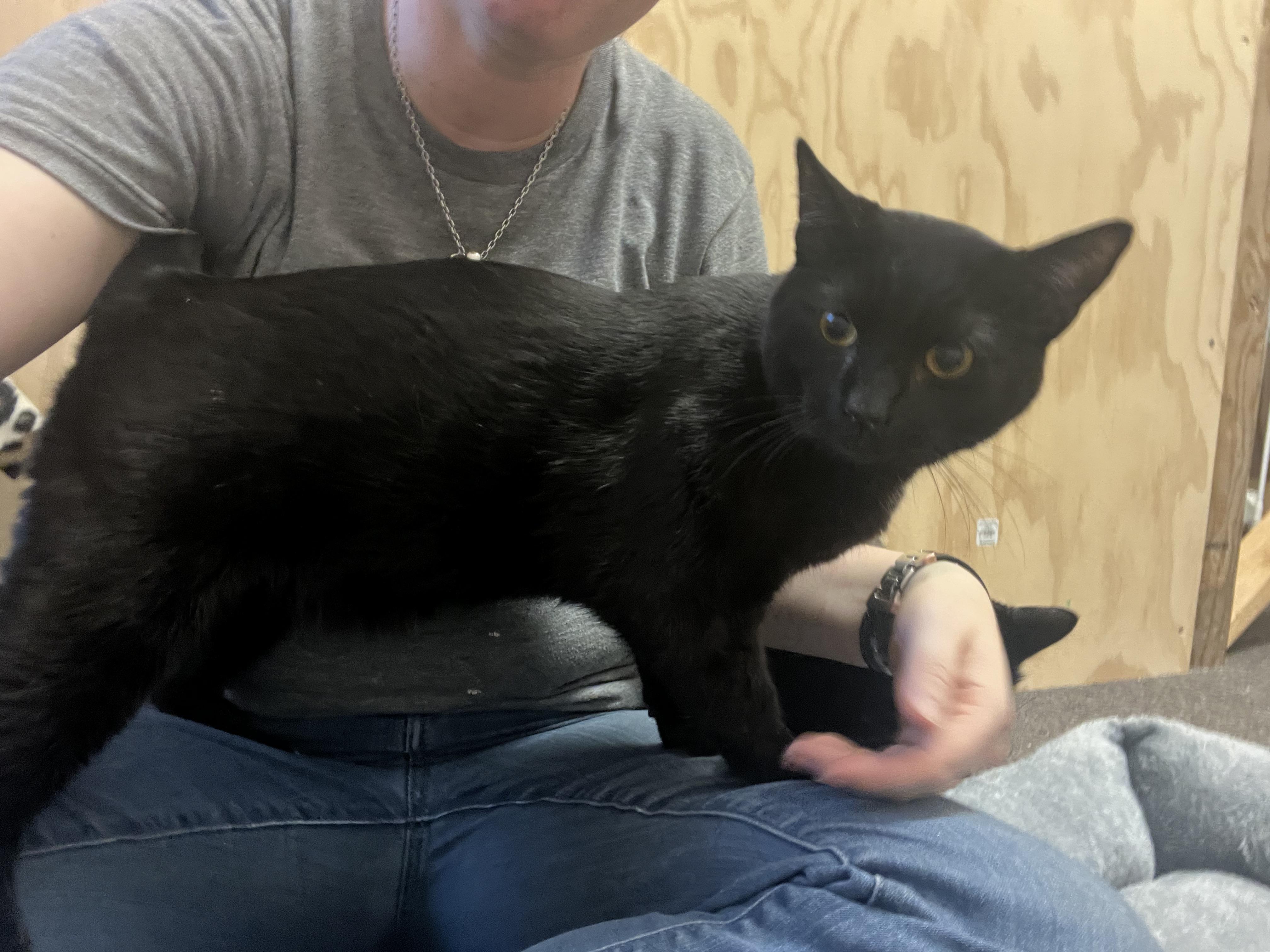 Shade, a Adoptable mixed breed in Anchorage, AK image 3/8