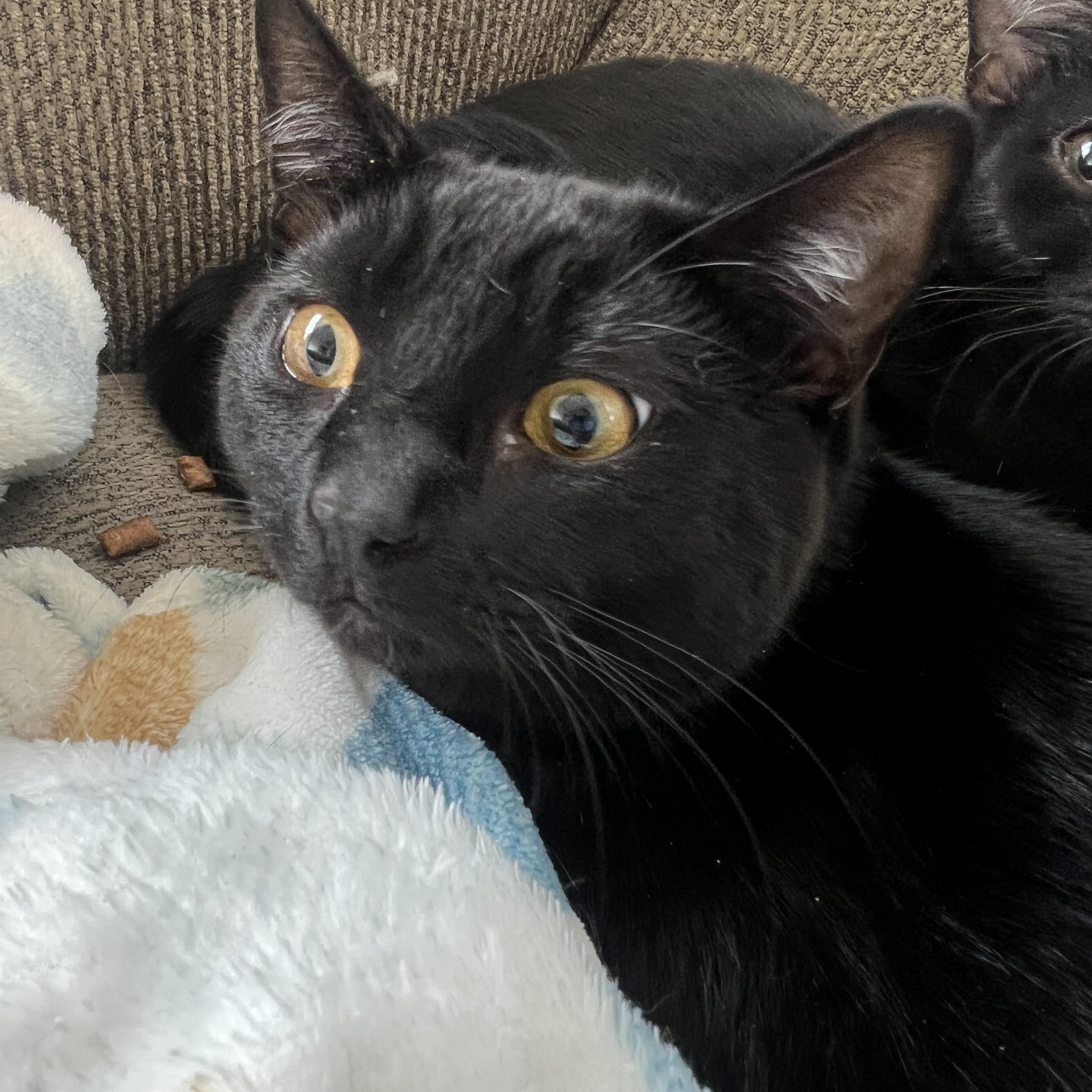 Shade, an adoptable Domestic Short Hair, Munchkin in Anchorage, AK, 99518 | Photo Image 4