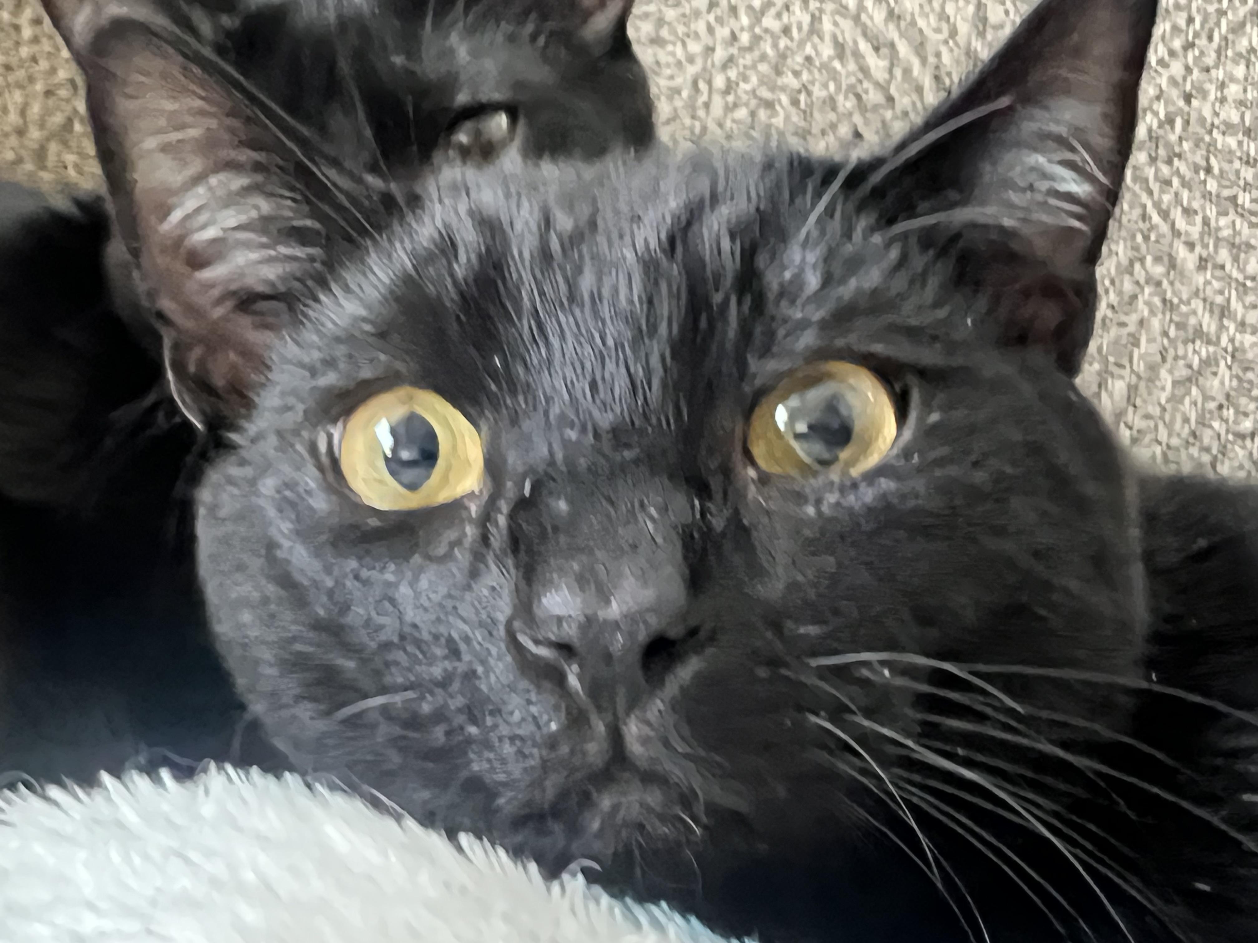 Shade, an adoptable Domestic Short Hair, Munchkin in Anchorage, AK, 99518 | Photo Image 2