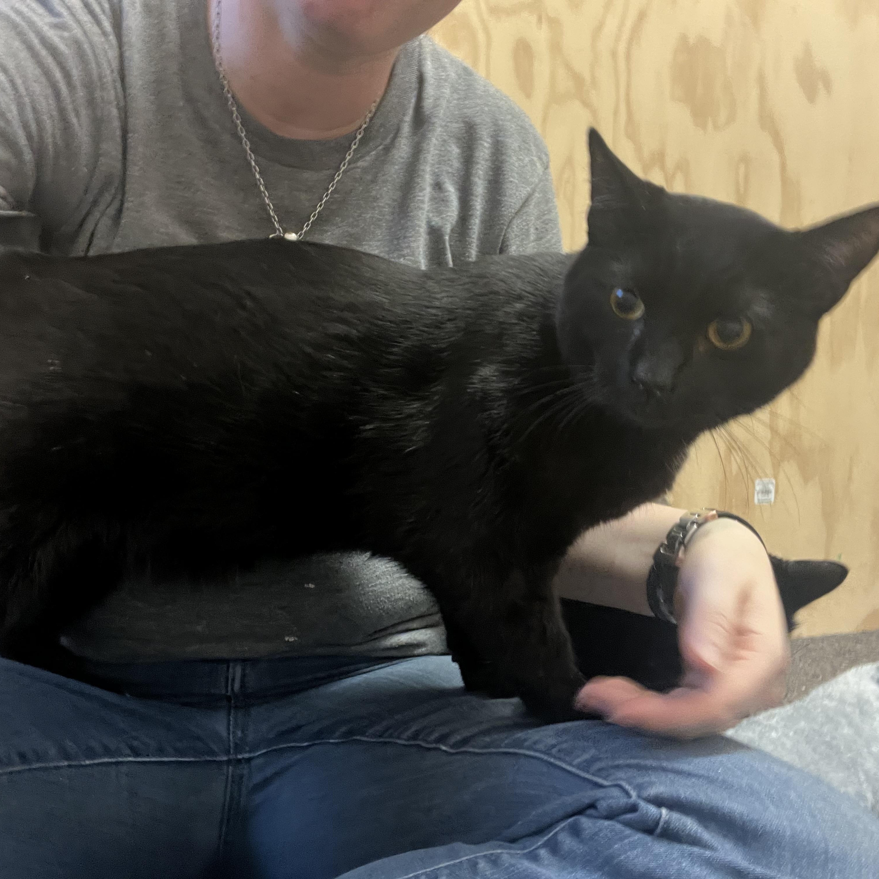 Shade, an adoptable Domestic Short Hair, Munchkin in Anchorage, AK, 99518 | Photo Image 1