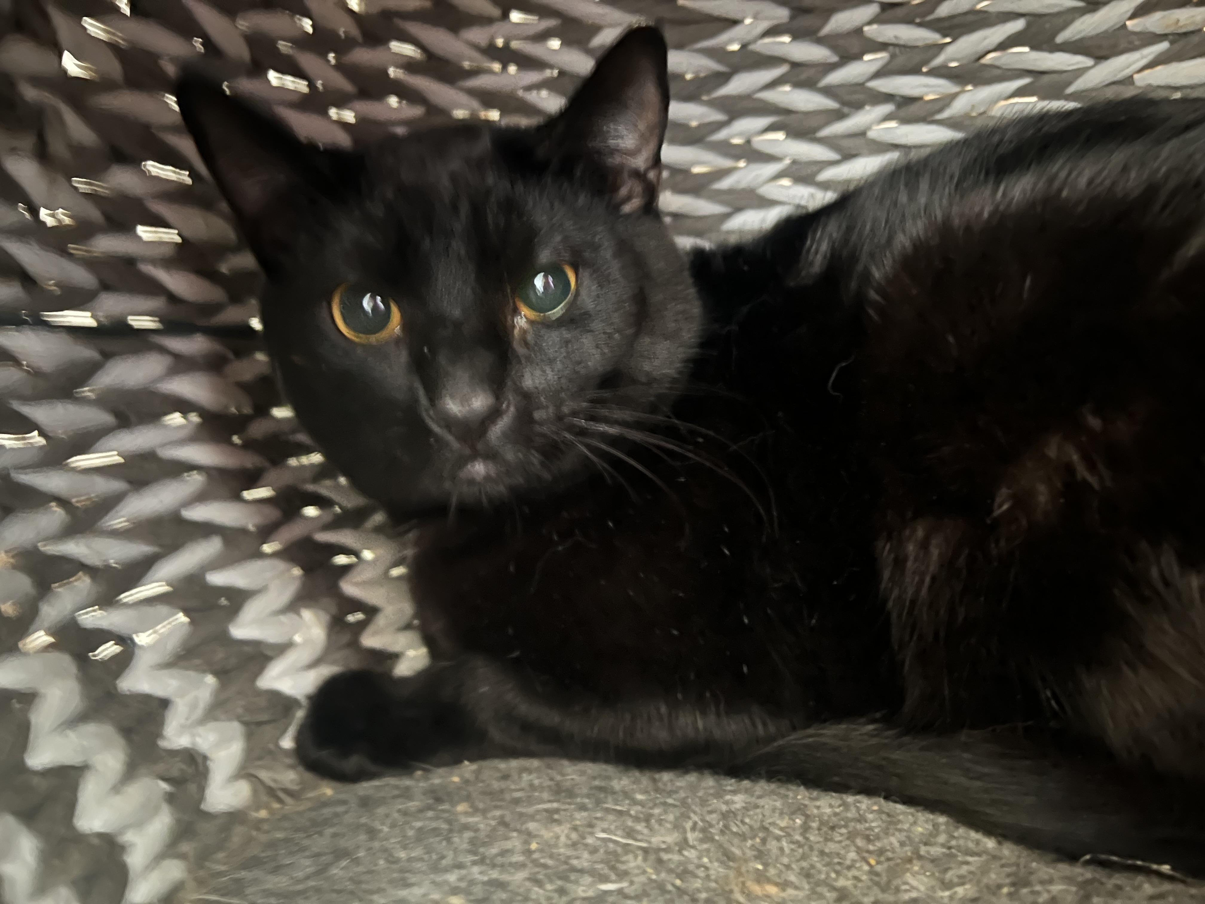 Shade, a Adoptable mixed breed in Anchorage, AK image 5/8