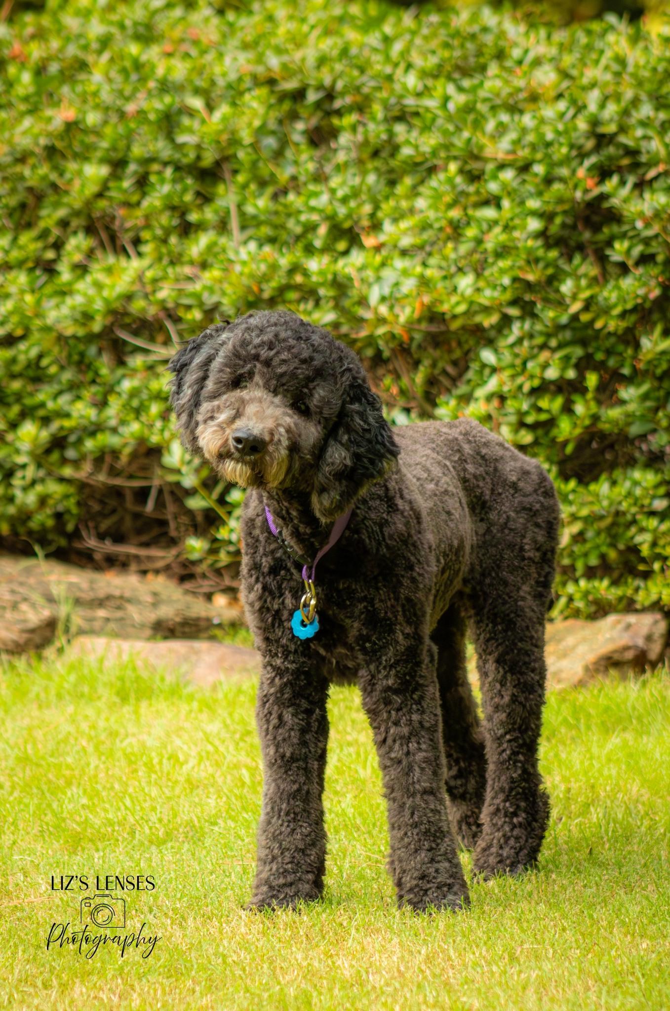 Charlotte, an adoptable Labradoodle in Broken Arrow, OK, 74012 | Photo Image 4