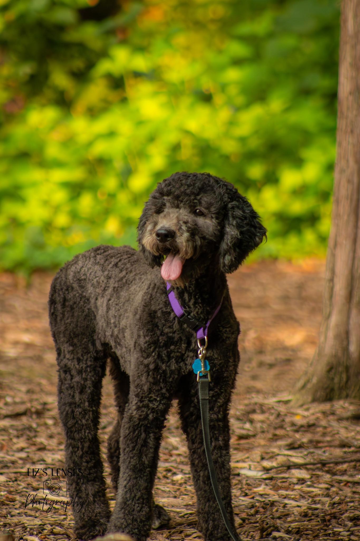 Charlotte, an adoptable Labradoodle in Broken Arrow, OK, 74012 | Photo Image 2