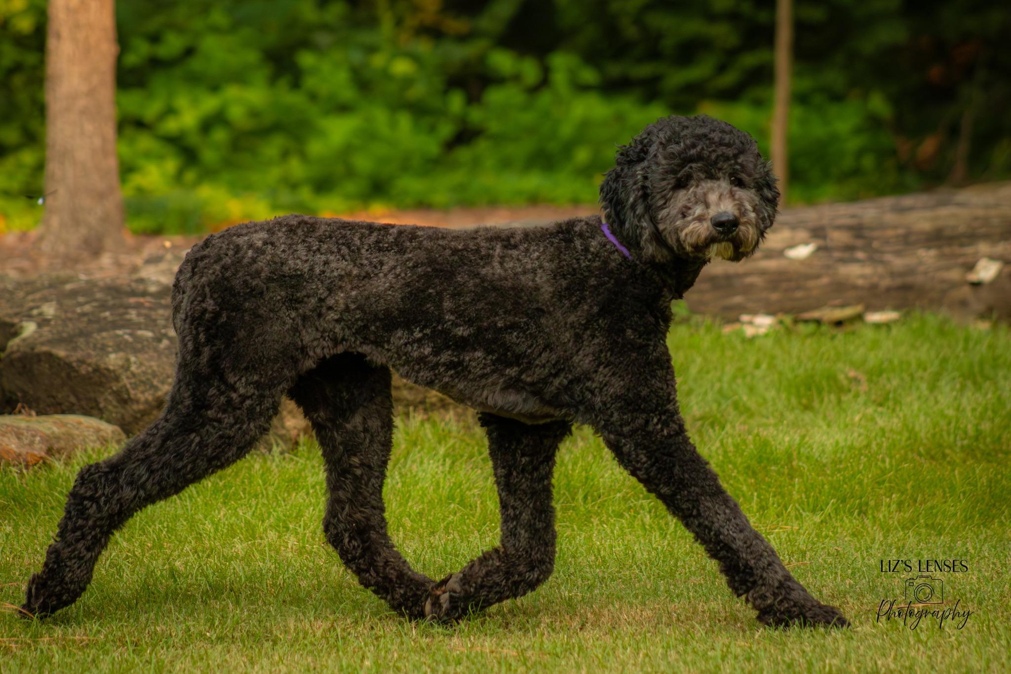 Charlotte, an adoptable Labradoodle in Broken Arrow, OK, 74012 | Photo Image 1