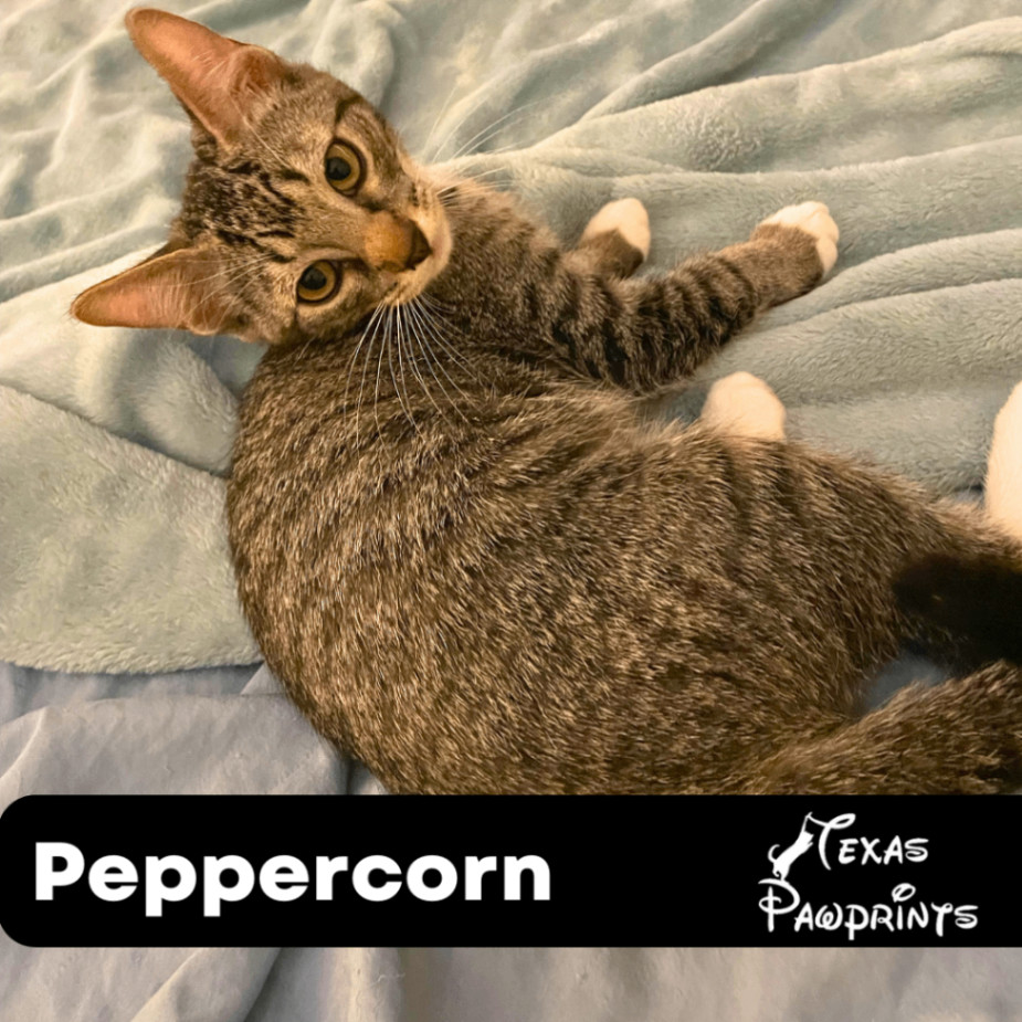 Peppercorn, Baby Male Domestic Short Hair