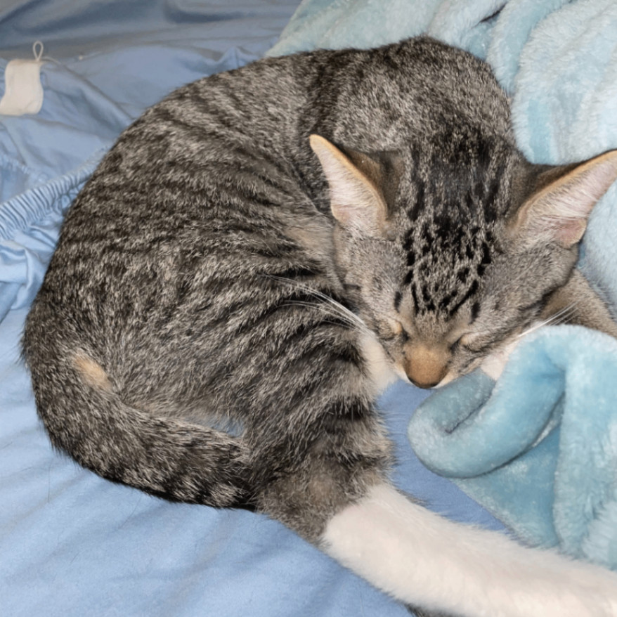 Peppercorn photo 3