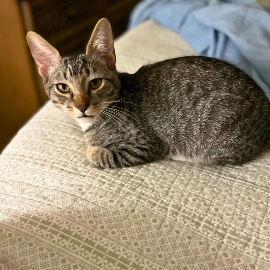 Peppercorn photo 2