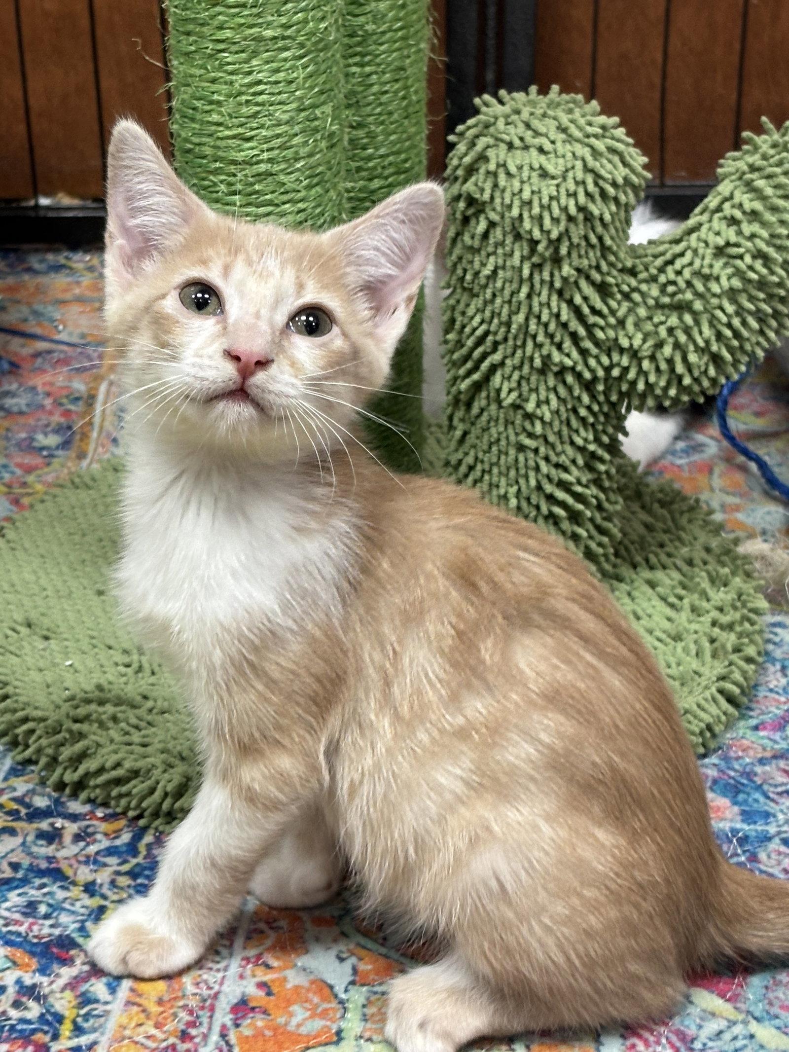 ZITI, Adoptable, Kitten Male Domestic Short Hair.