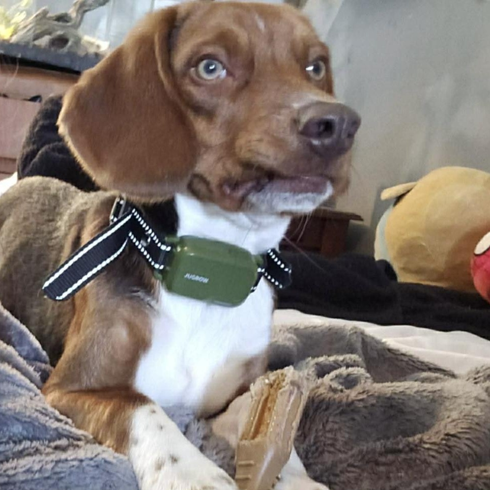 Enlarge Jax ( Beagle), a ADOPTABLE Beagle in Concord, NC image 1/1