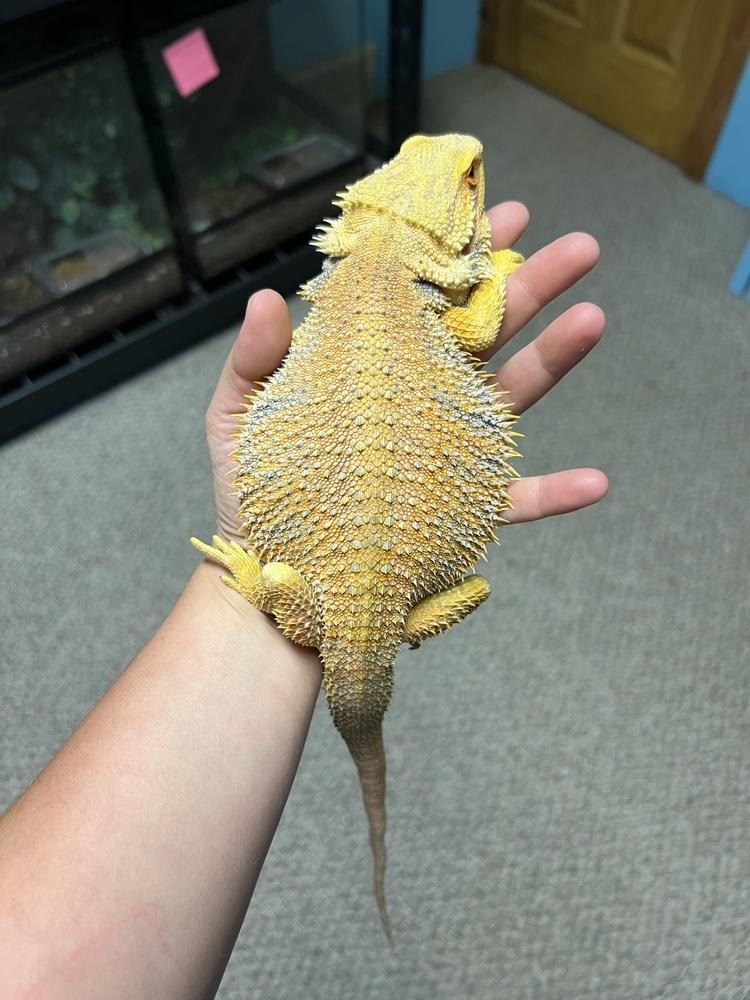 Sunny, Adoptable, Young Male Lizard & Lizard.