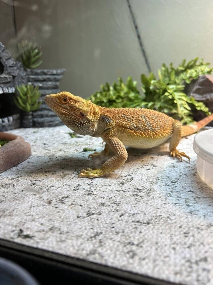 Sunny, a Adoptable mixed breed image 2/5