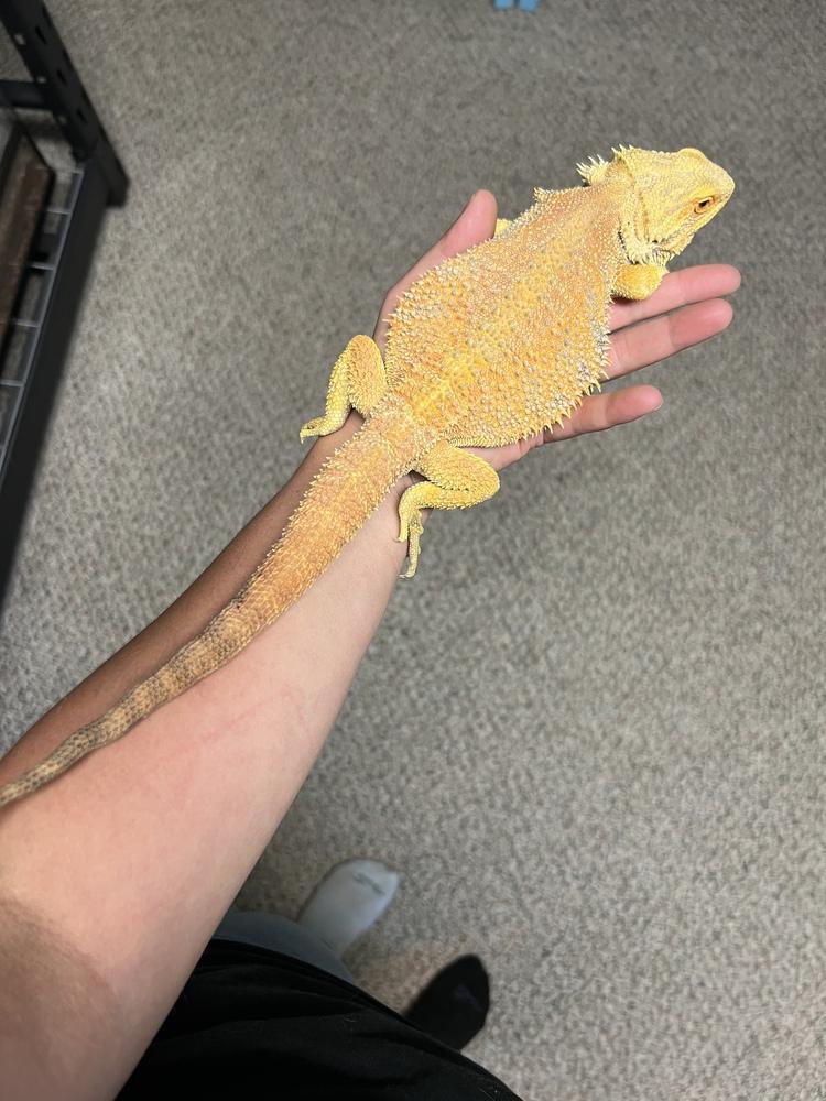 Sunny, a Adoptable mixed breed image 3/5