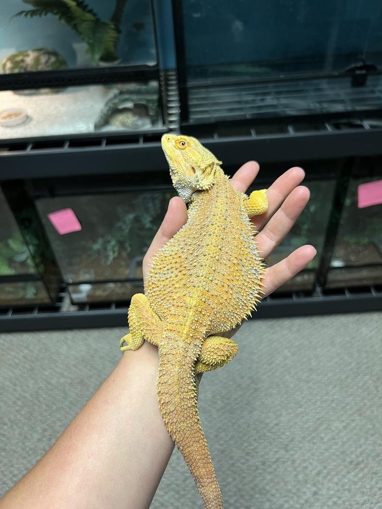 Sunny, a Adoptable mixed breed image 4/5